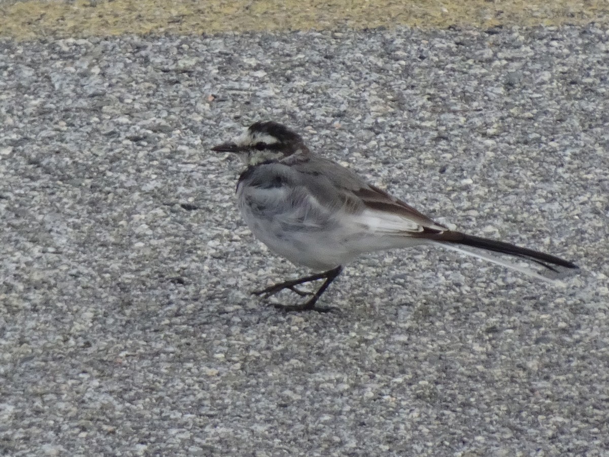 White Wagtail - ML642305109