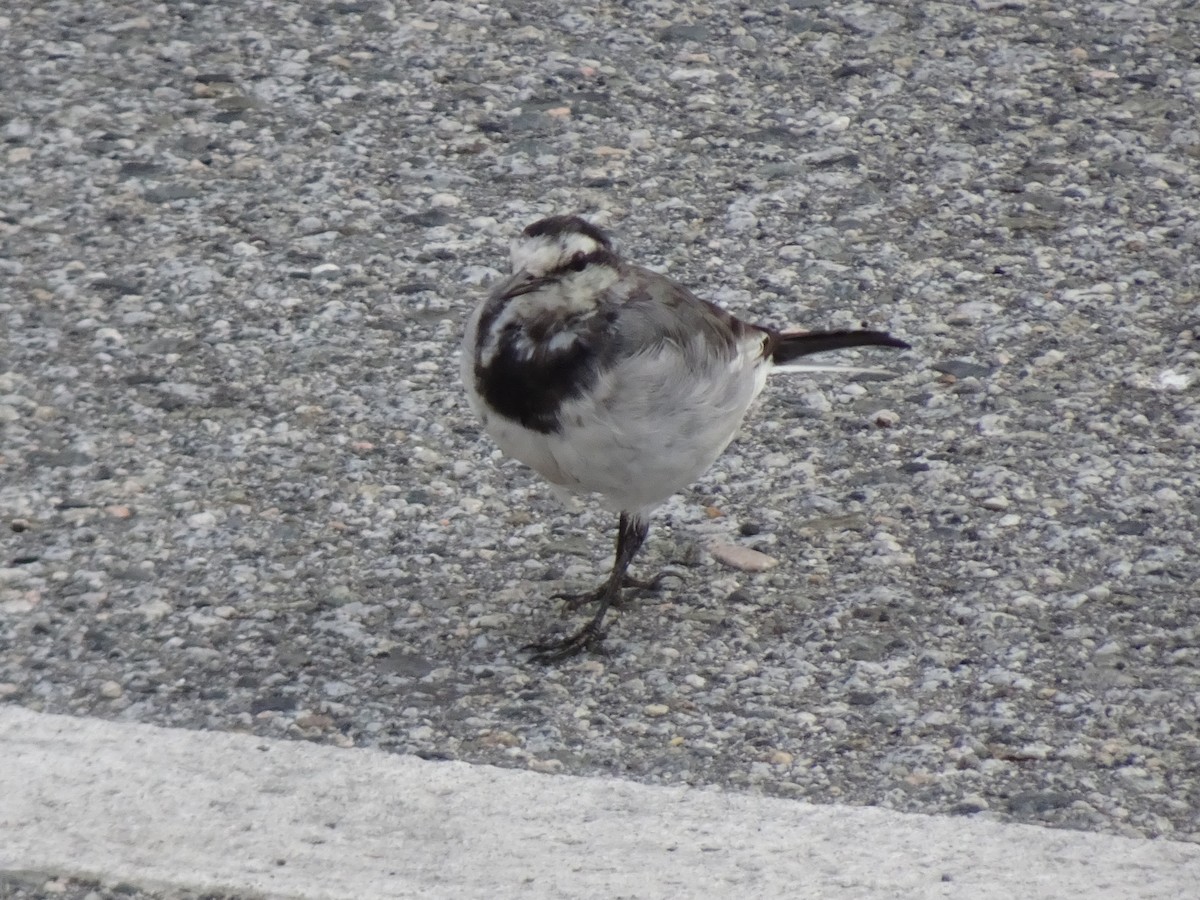 White Wagtail - ML642305110