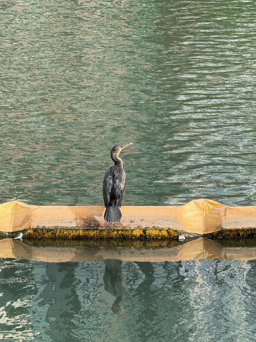 Double-crested Cormorant - ML642305148