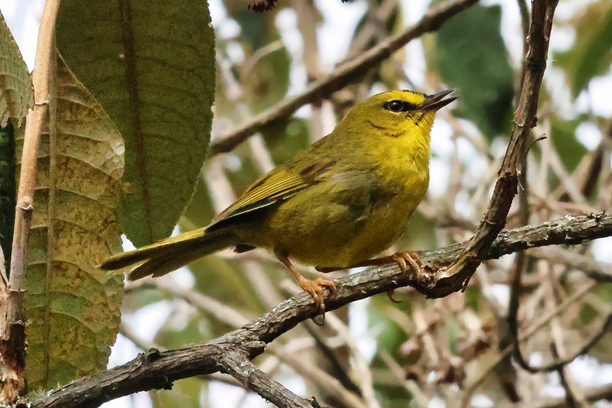 Black-crested Warbler - ML642305162