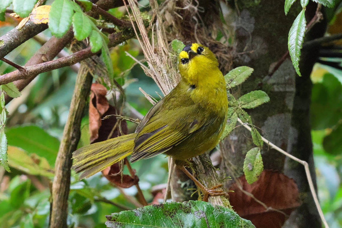 Black-crested Warbler - ML642305163