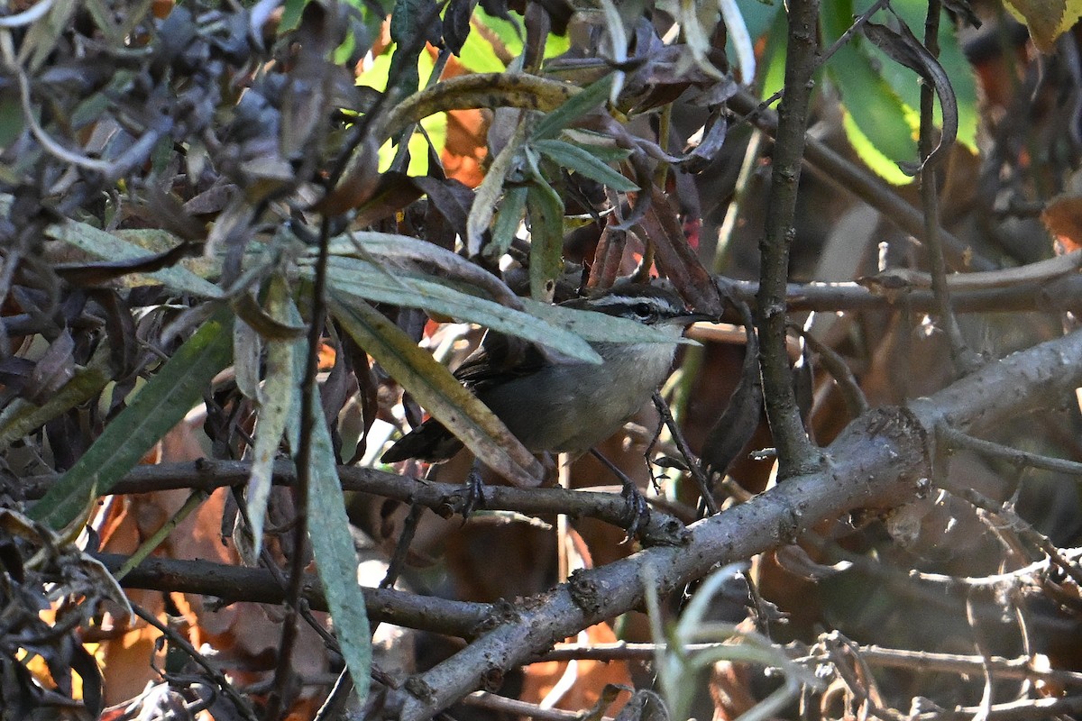 Bewick's Wren - ML642305164