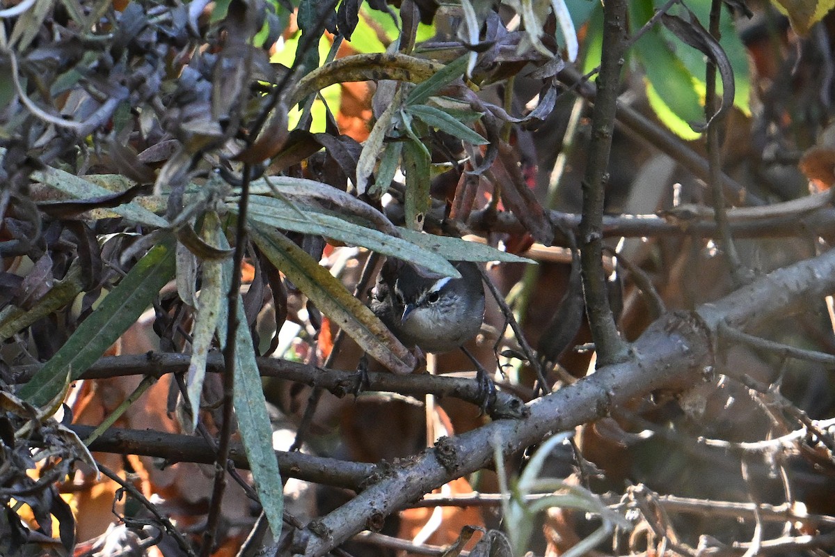 Bewick's Wren - ML642305167