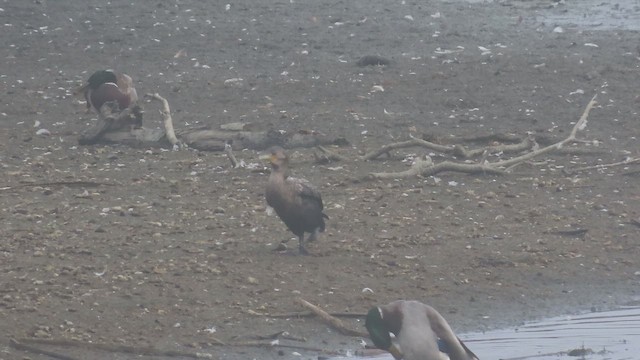 Double-crested/Neotropic Cormorant - ML642305171