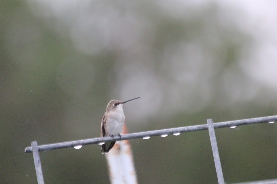 Black-chinned Hummingbird - ML642305188