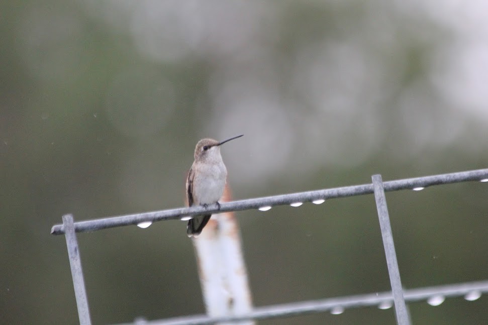 Black-chinned Hummingbird - ML642305193