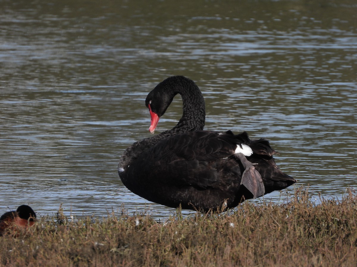 Black Swan - ML642305194