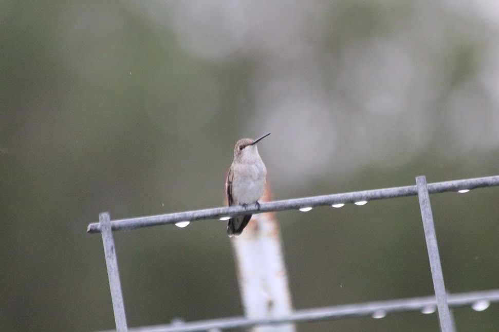 Black-chinned Hummingbird - ML642305195