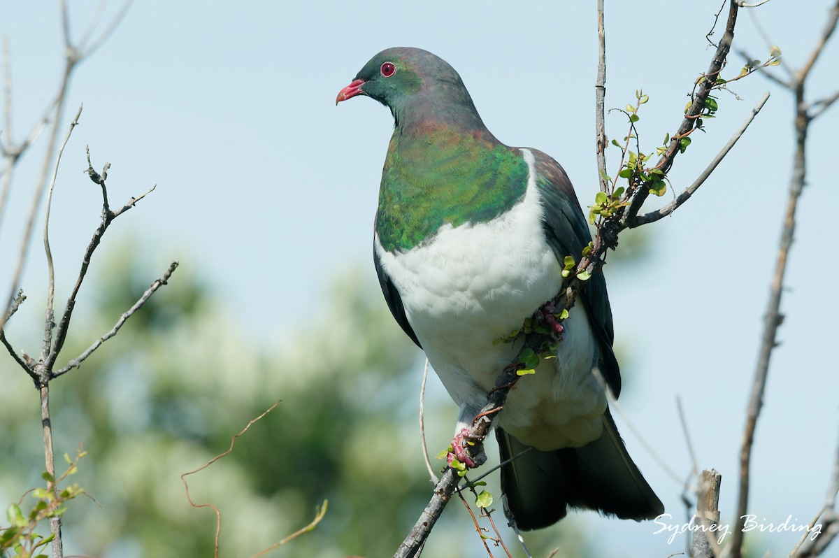 New Zealand Pigeon - ML642305196