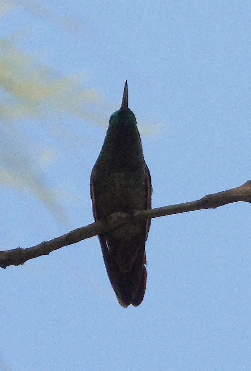 Berylline Hummingbird - ML642305199