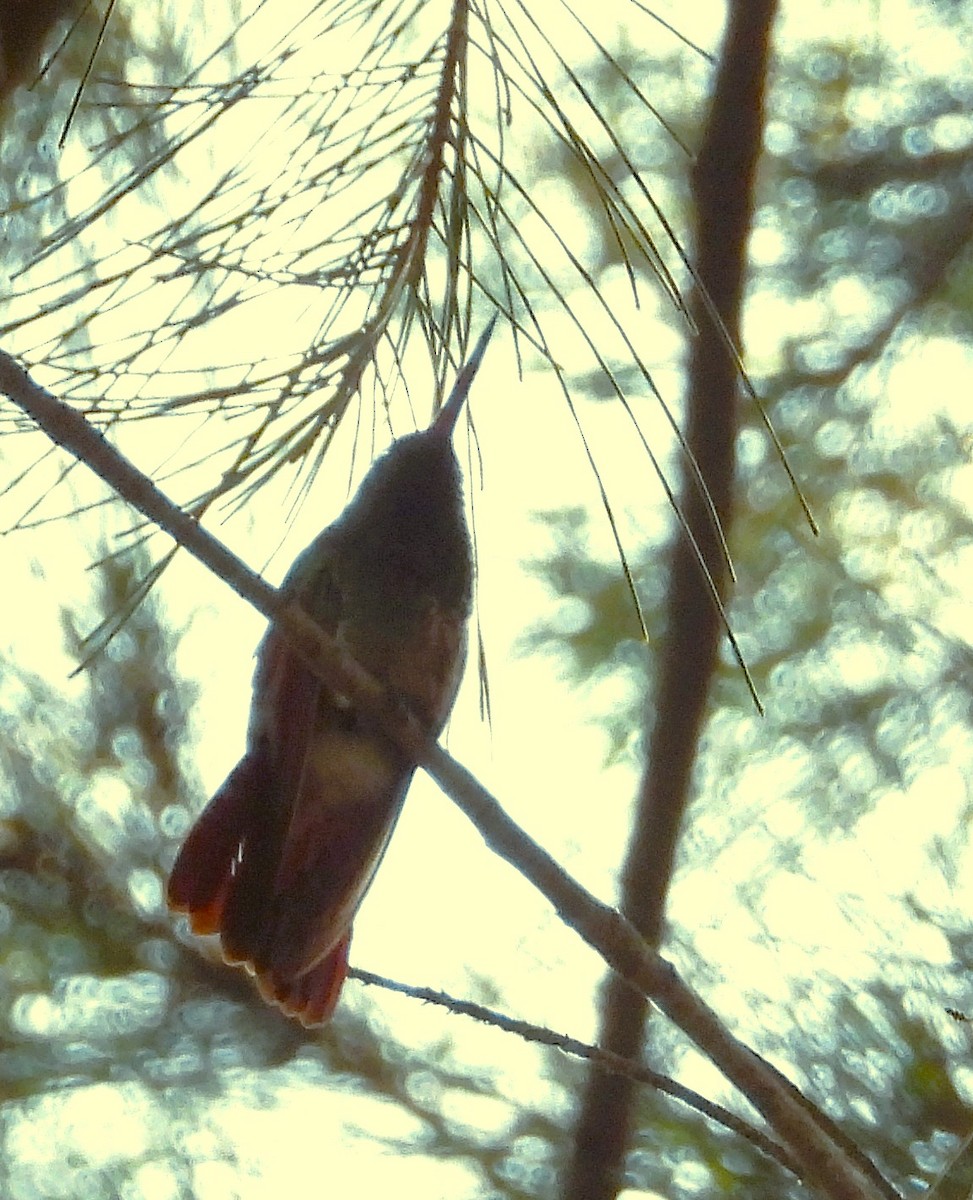 Berylline Hummingbird - ML642305200