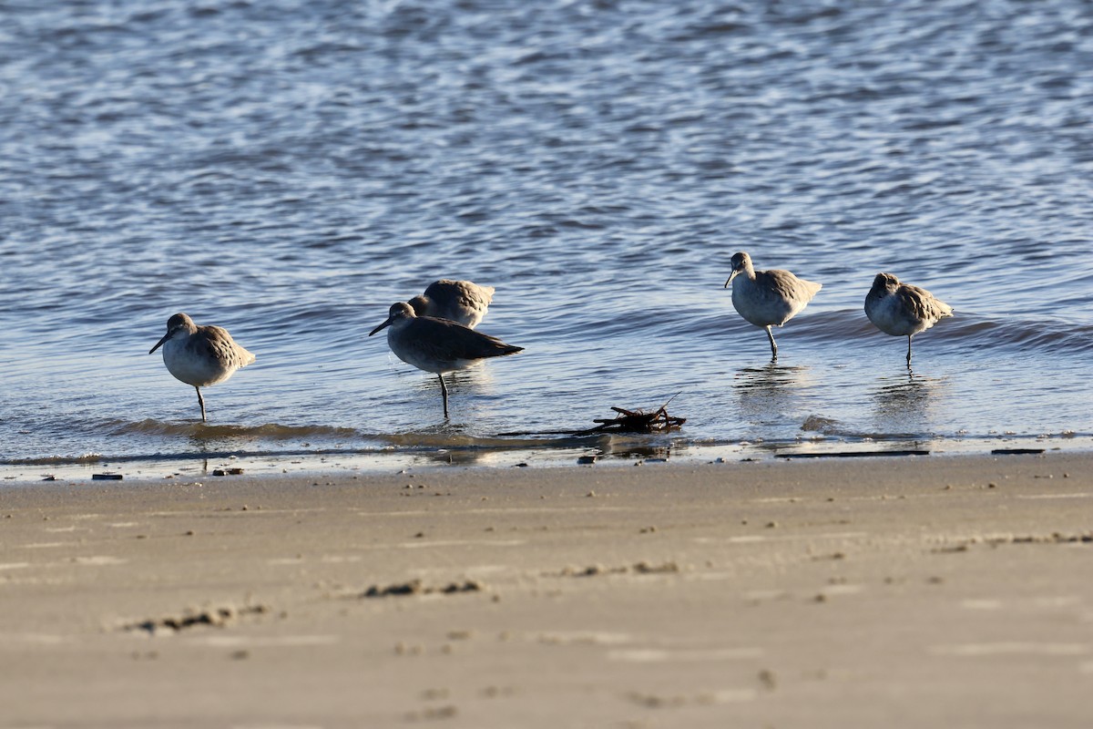 Willet - ML642305202