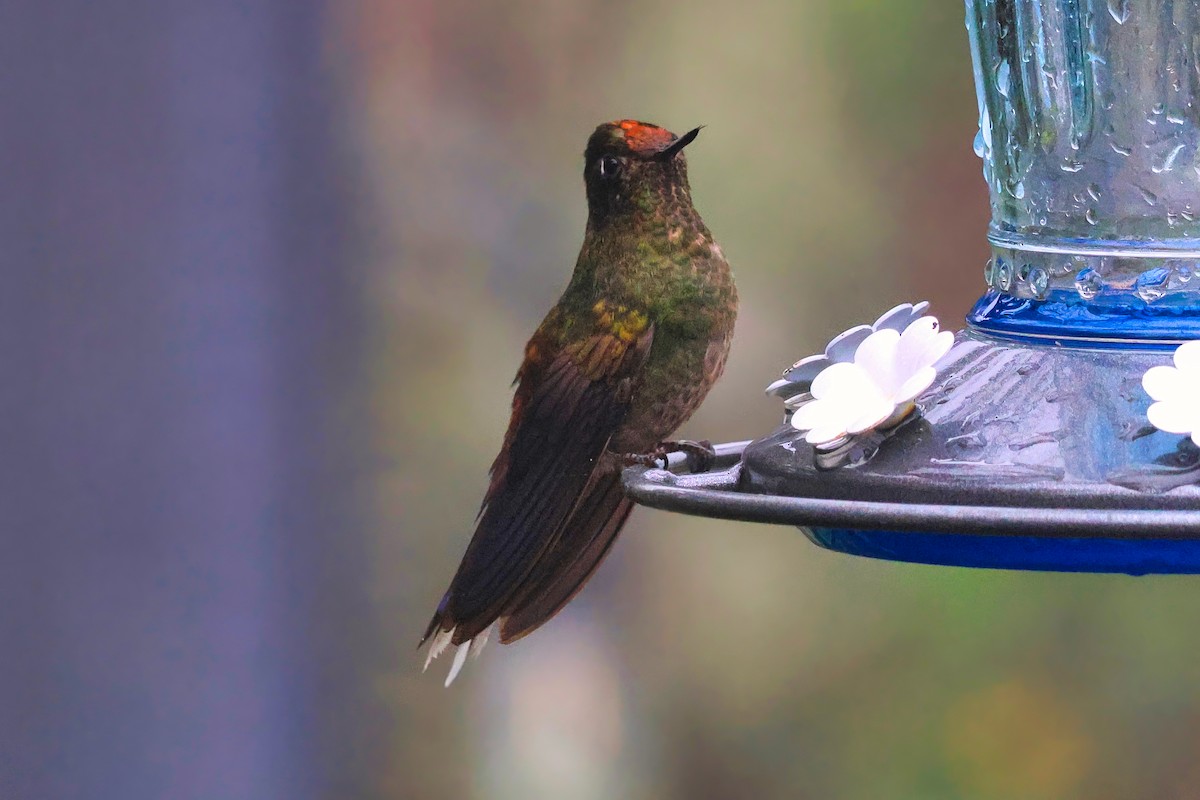 Rainbow-bearded Thornbill - ML642305209