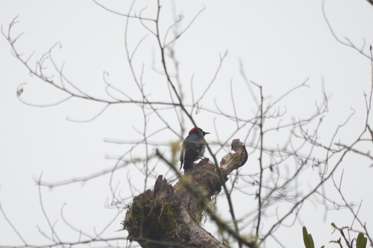 Acorn Woodpecker - ML642305211