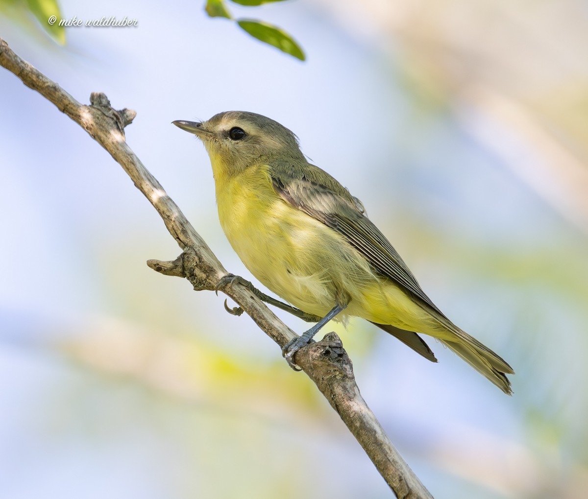 Philadelphia Vireo - ML642305219