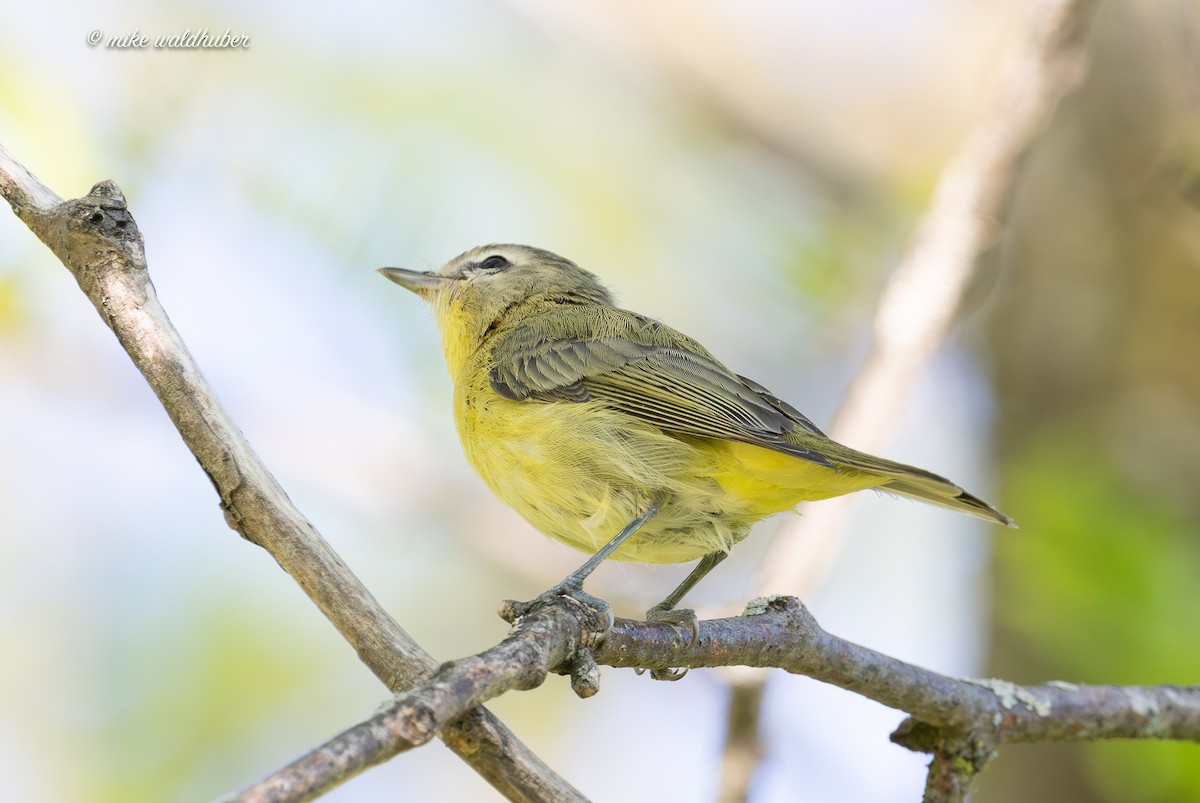 Philadelphia Vireo - ML642305221