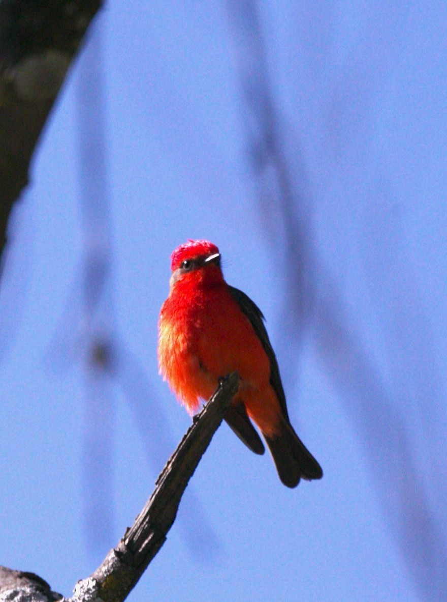 Vermilion Flycatcher - ML642305223