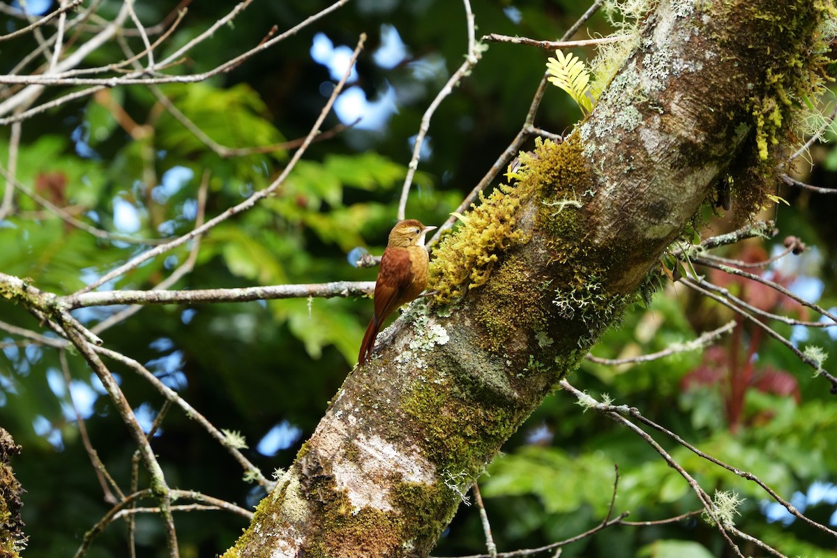 Ruddy Treerunner - ML642305226
