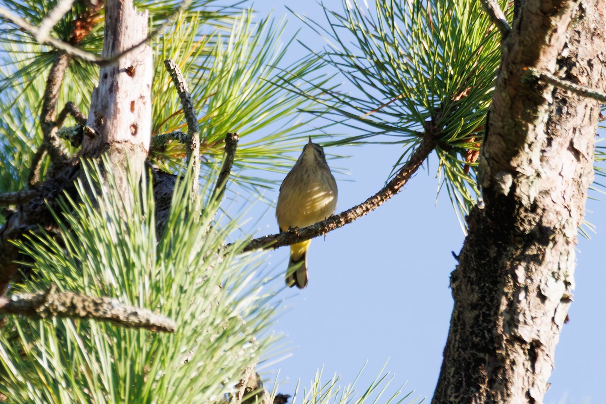 Palm Warbler - ML642305228