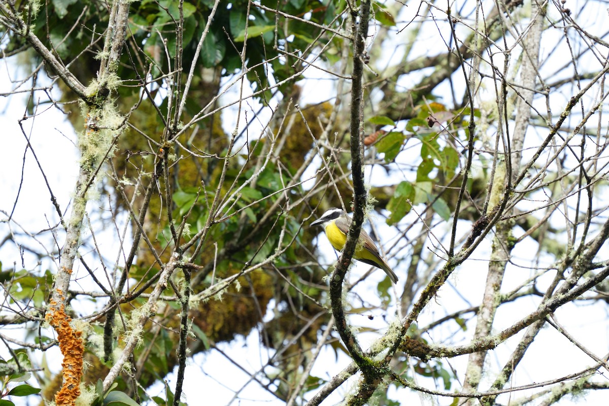 Boat-billed Flycatcher - ML642305229