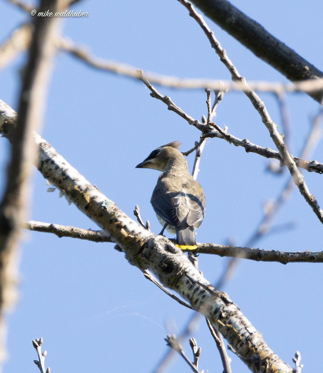 Cedar Waxwing - ML642305231