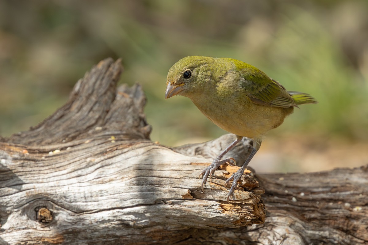 Painted Bunting - ML642305232