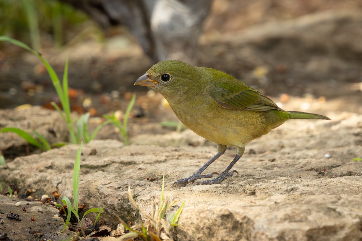 Painted Bunting - ML642305233
