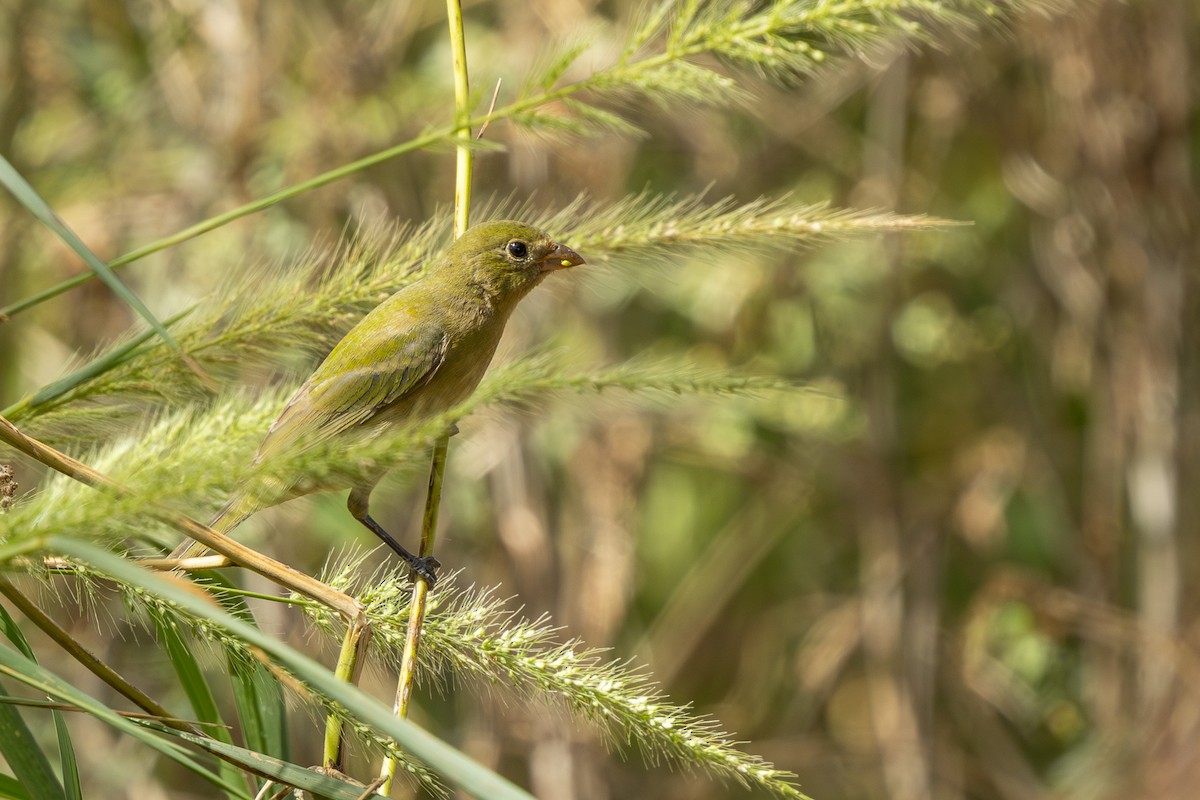 Painted Bunting - ML642305234