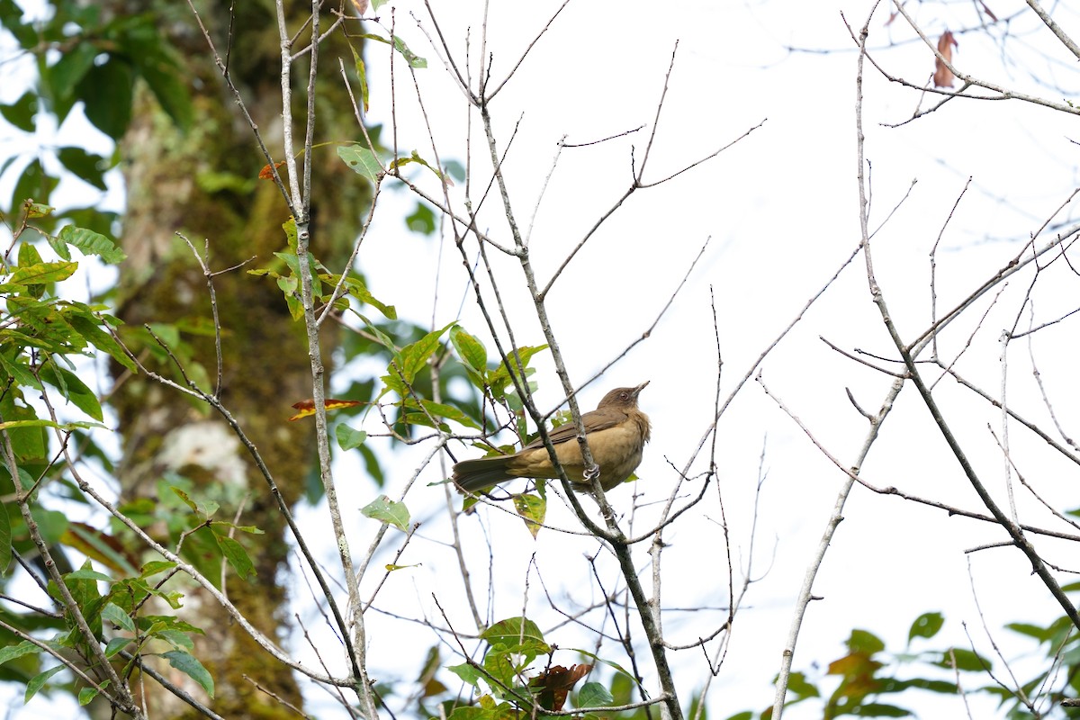 Clay-colored Thrush - ML642305235