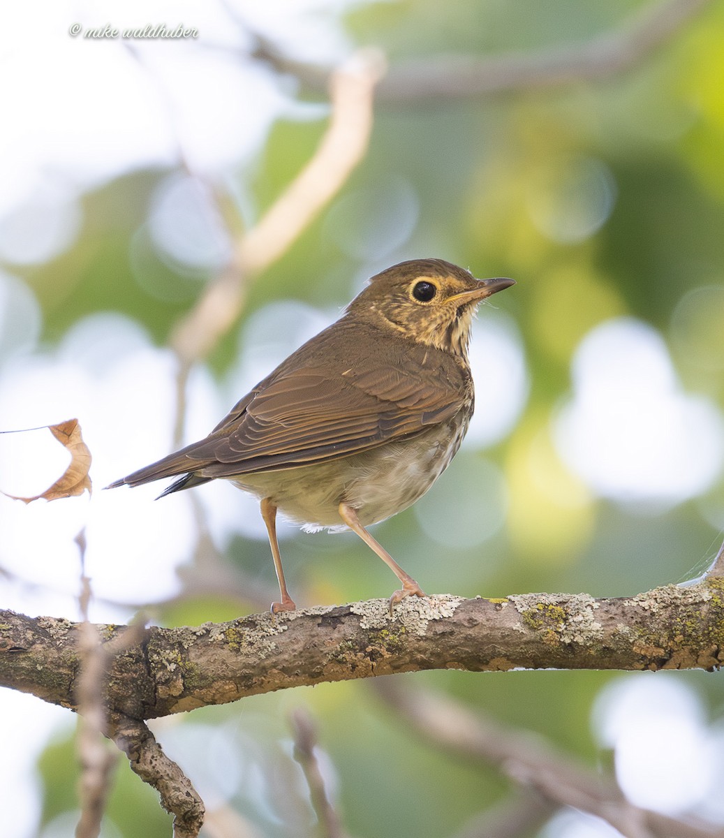Swainson's Thrush - ML642305245