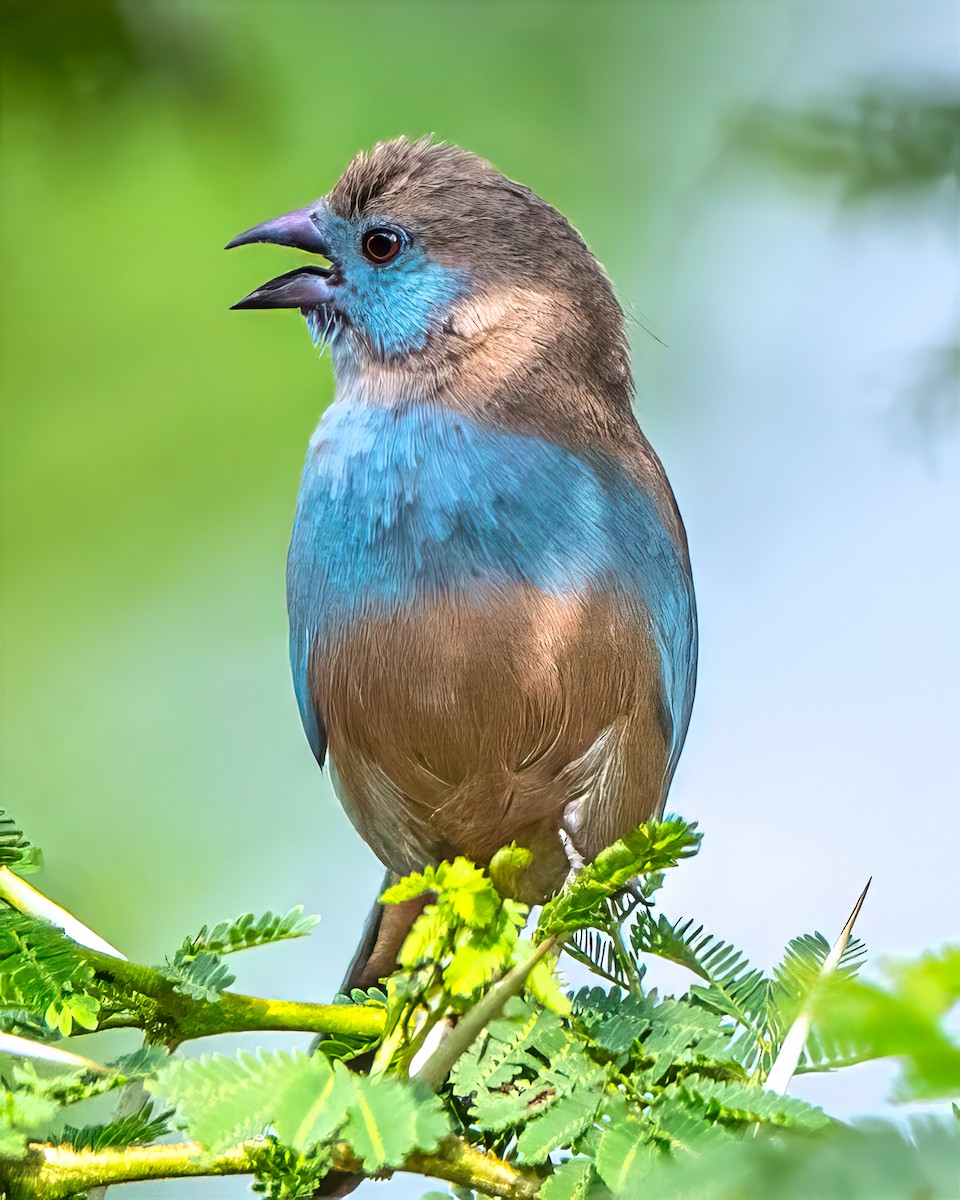 Red-cheeked Cordonbleu - ML642305249