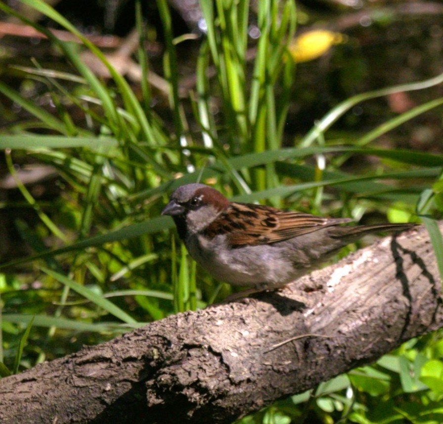 家麻雀 - ML642305250