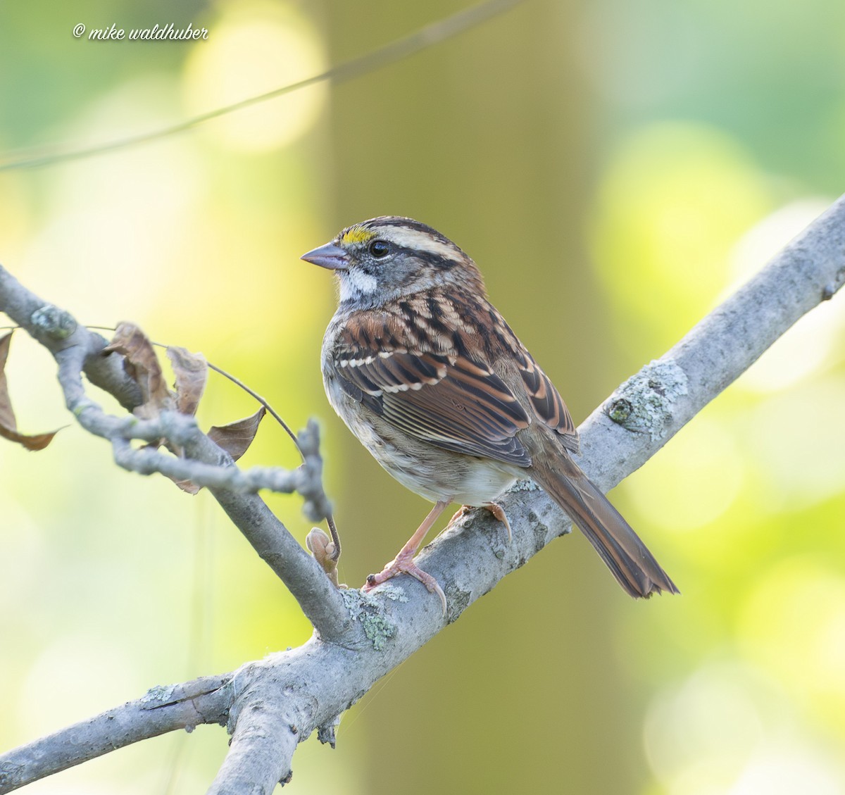 White-throated Sparrow - ML642305256