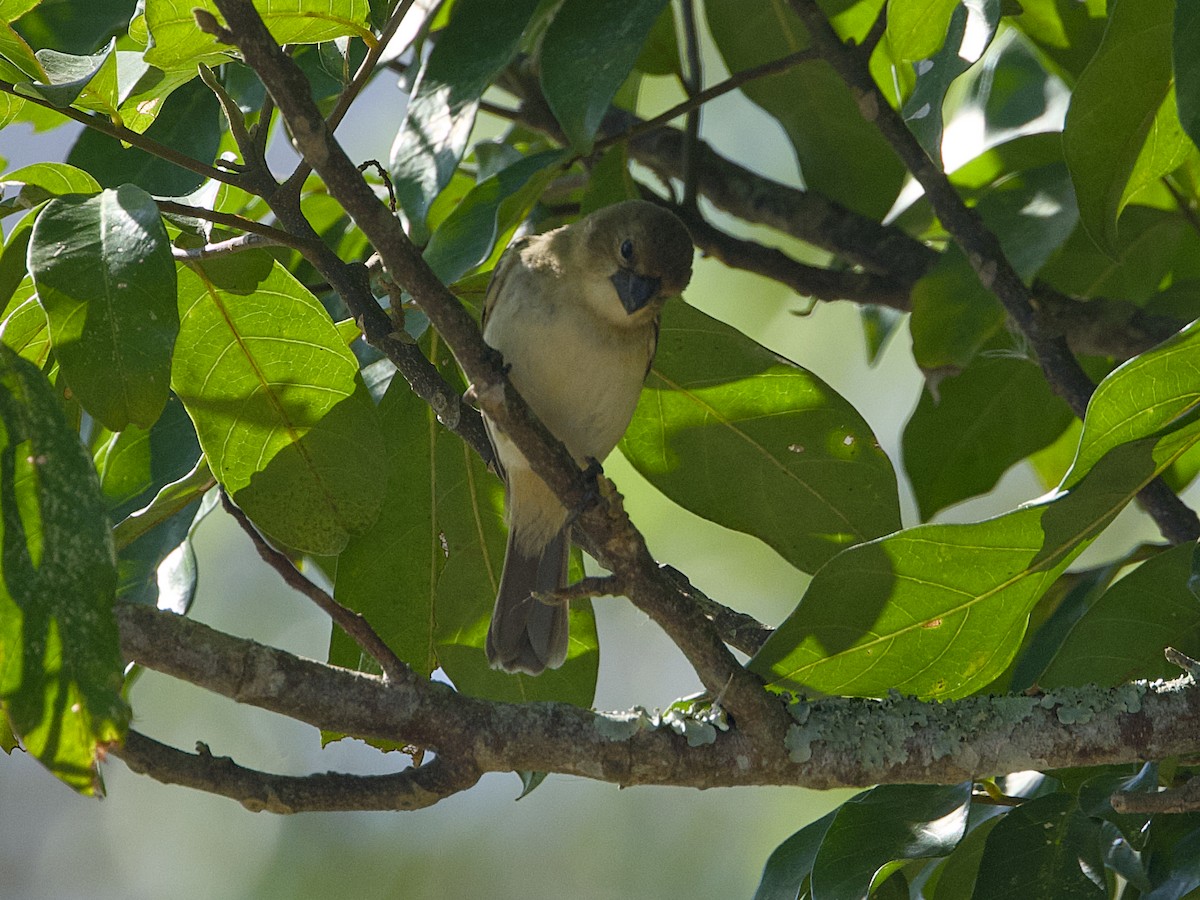 Chestnut-bellied Seed-Finch - ML642305258