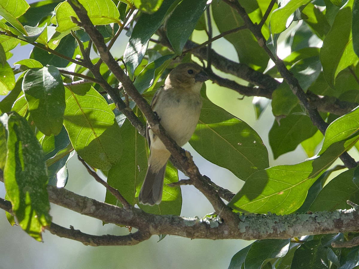 Chestnut-bellied Seed-Finch - ML642305259