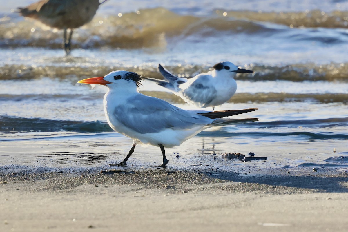 Royal Tern - ML642305271