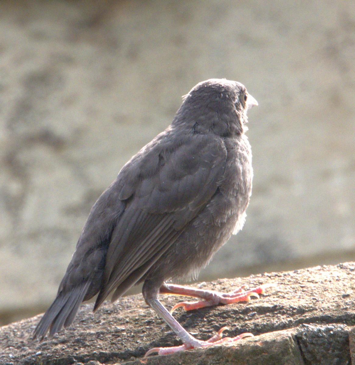 House Finch - ML642305276
