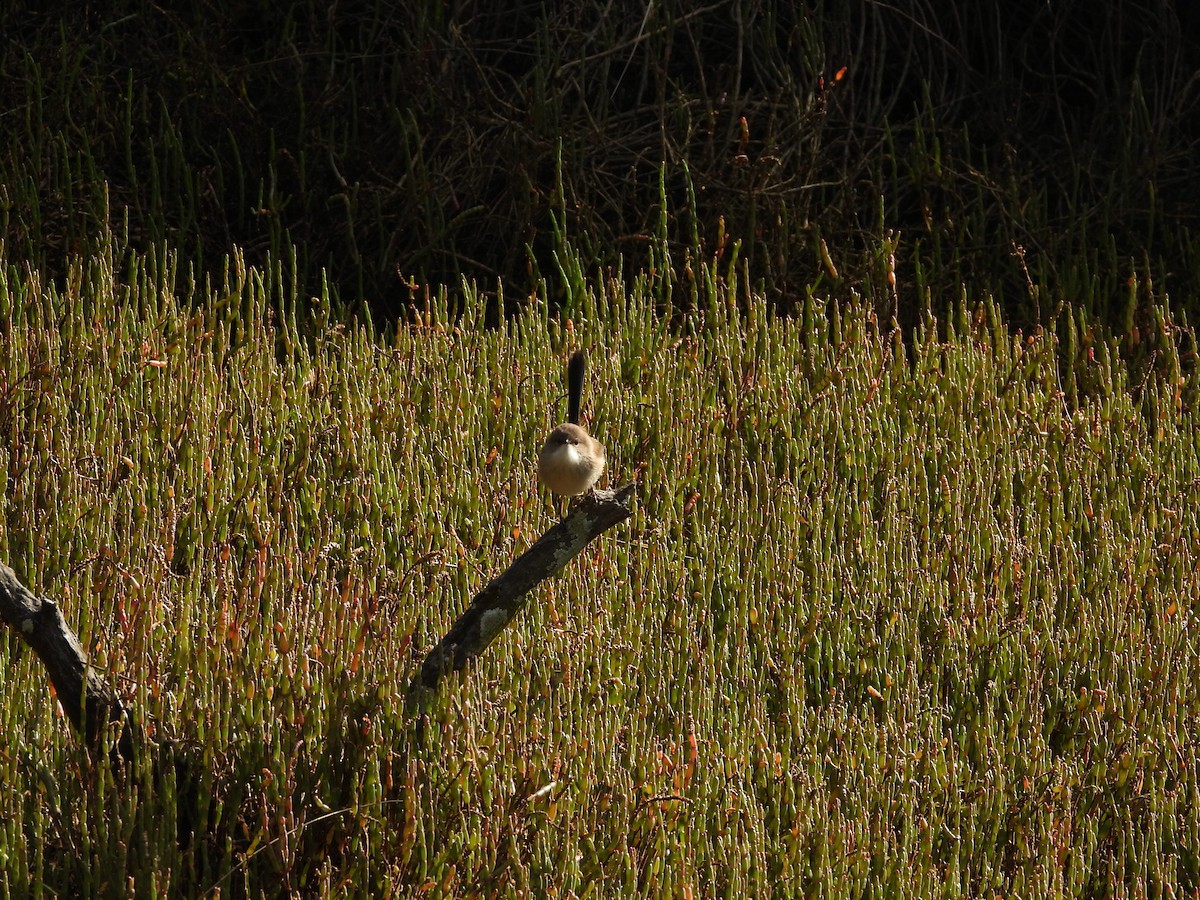 Superb Fairywren - ML642305279