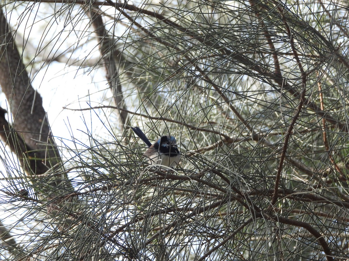 Superb Fairywren - ML642305280