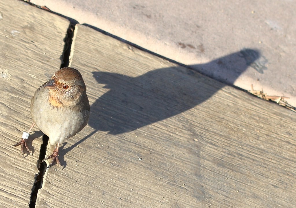 California Towhee - ML642305283