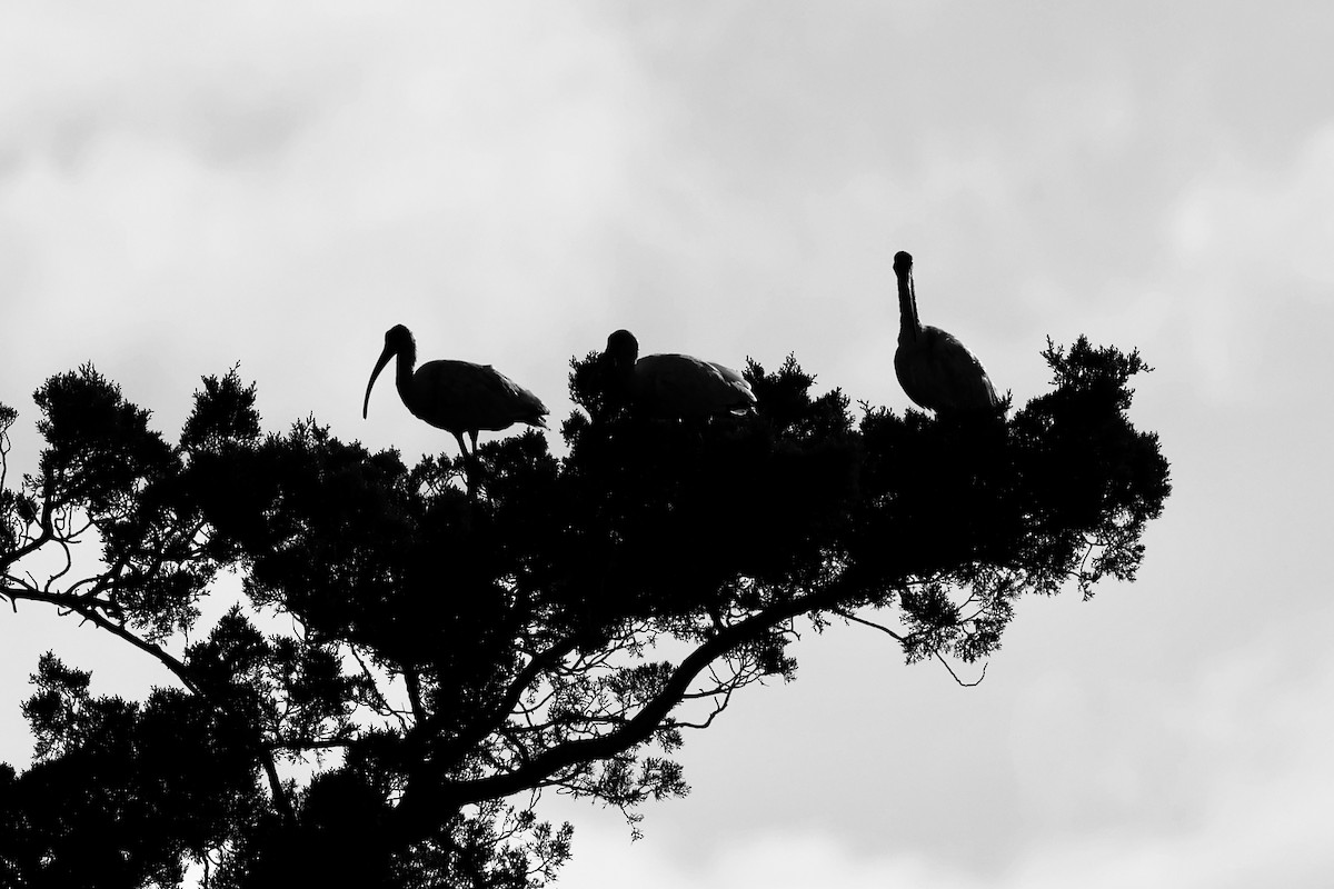 White Ibis - ML642305284