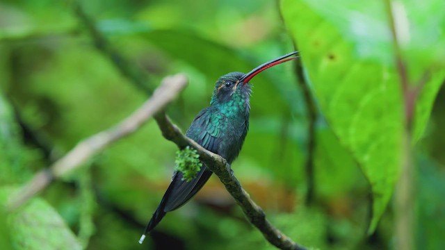 White-whiskered Hermit - ML642305285