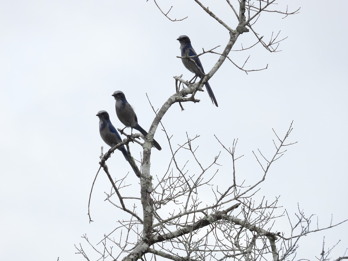 Florida Scrub-Jay - ML642305286