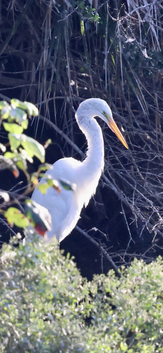 Great Egret - ML642305287