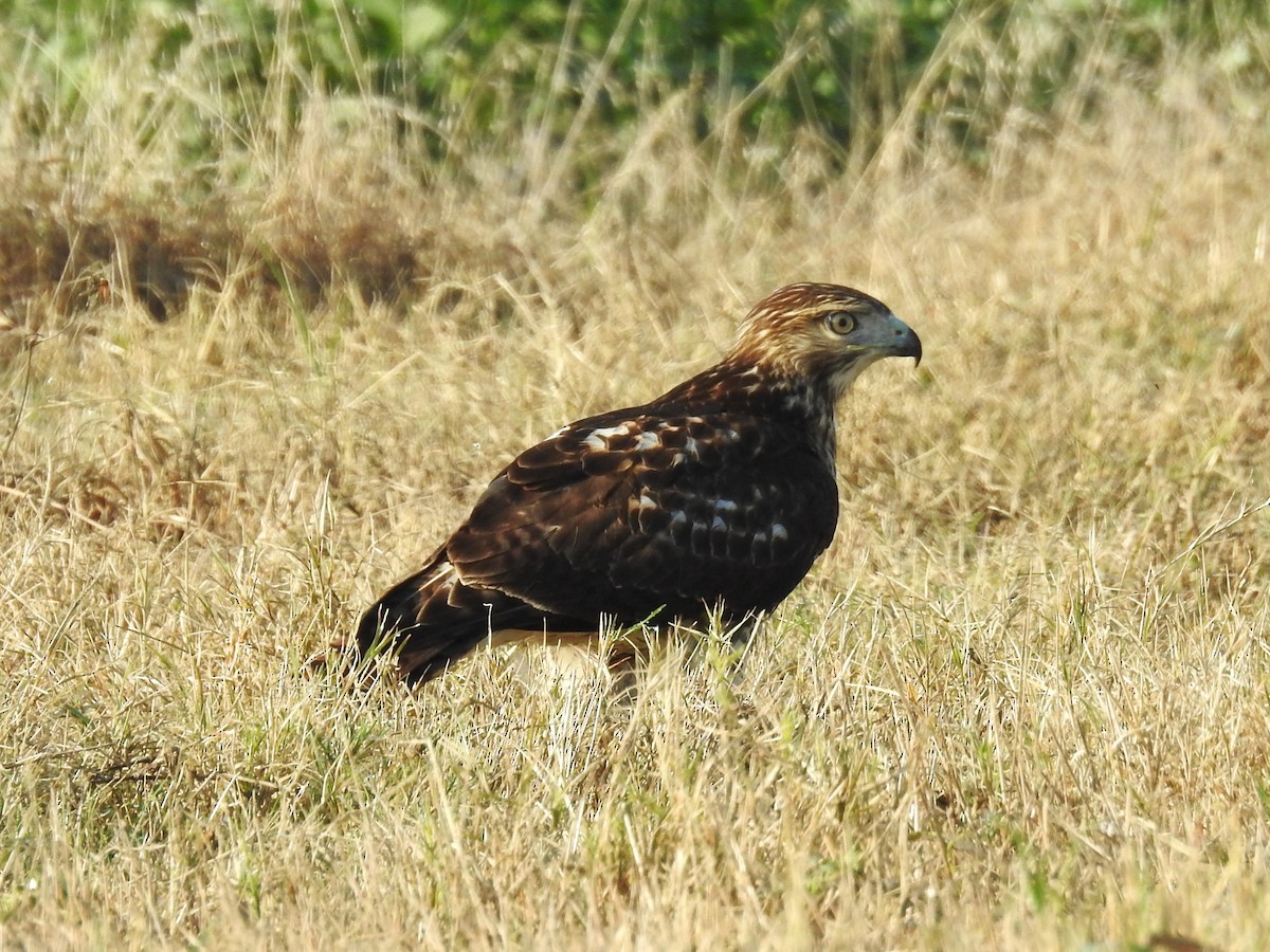 Red-tailed Hawk - ML642305288