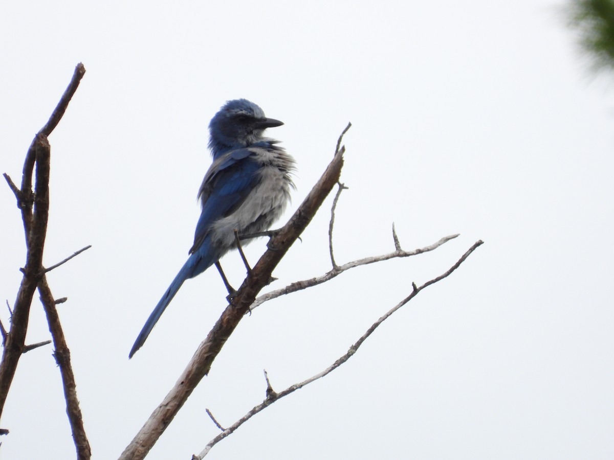 Florida Scrub-Jay - ML642305291