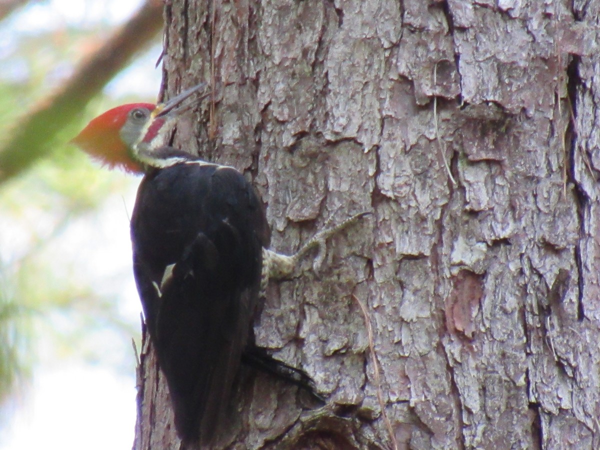 Lineated Woodpecker - ML642305292
