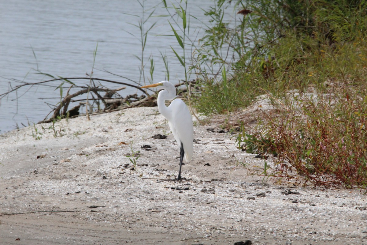 Great Egret - ML642305293