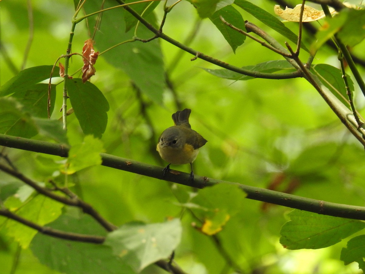 American Redstart - ML642305294