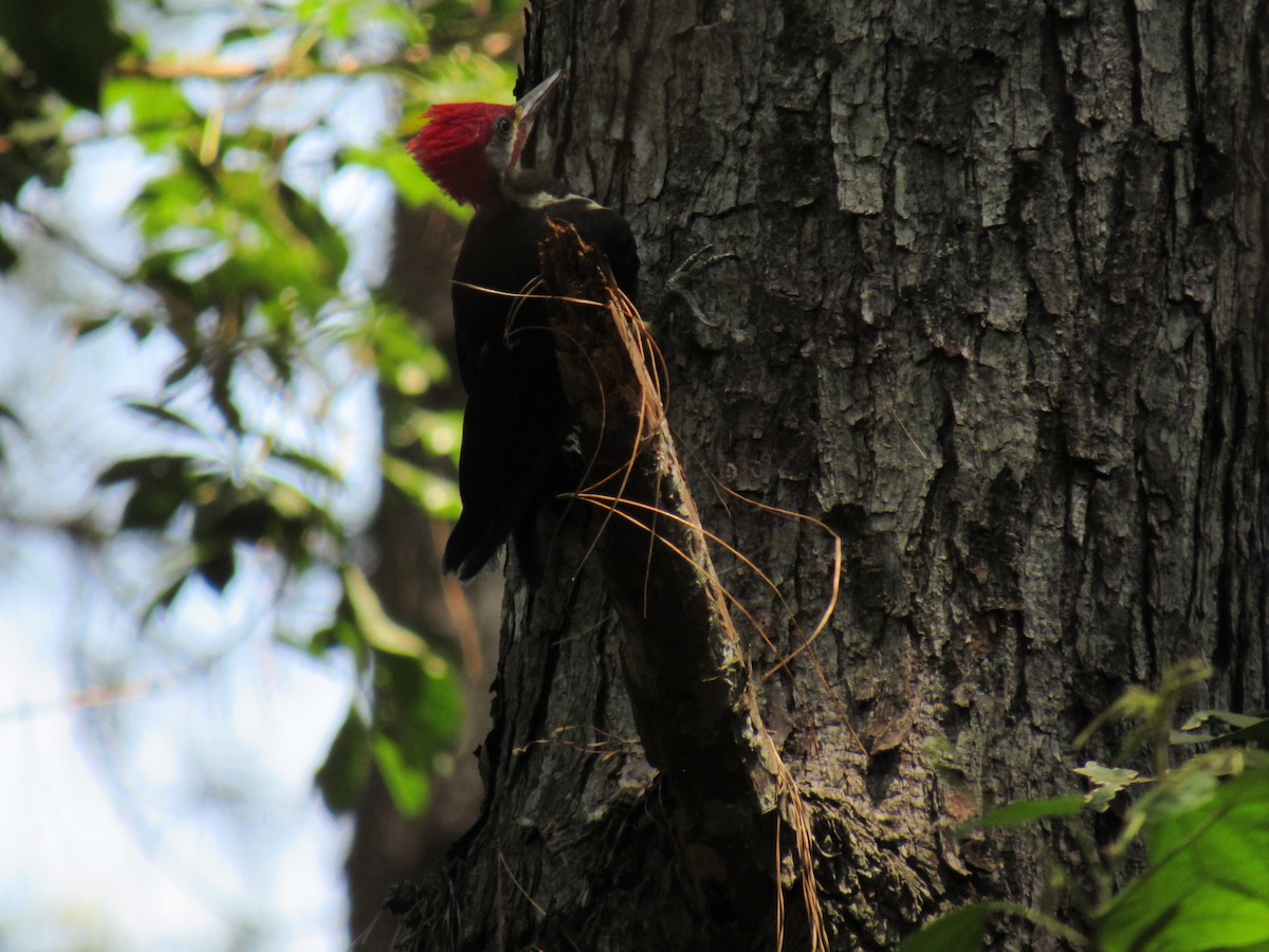 Lineated Woodpecker - ML642305306